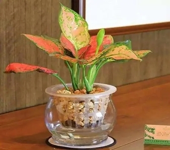 惊艳！前湾绿植租摆设计的创意美学空间