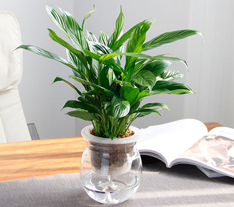 宁波镇海绿植租摆专业 宁波镇海绿植租摆专业