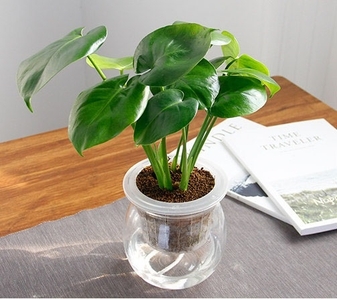 宁波奉化植物出租哪家好><div class=